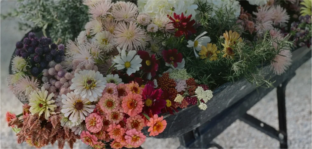 Wheelbarrow full of fresh-cut flowers at Ivy Road Farm, Abilene TX