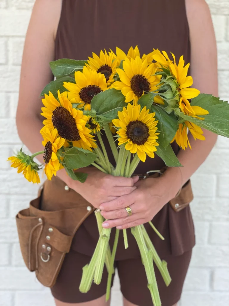 Bright yellow sunflower bunch grown at Ivy Road Farm, Abilene TX