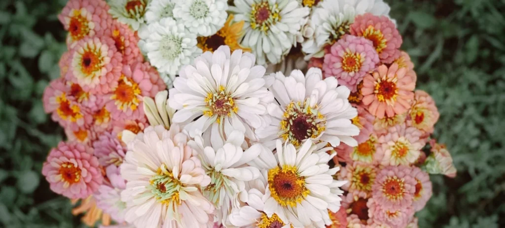 Wide bunch of fresh zinnias grown at Ivy Road Farm, Abilene TX